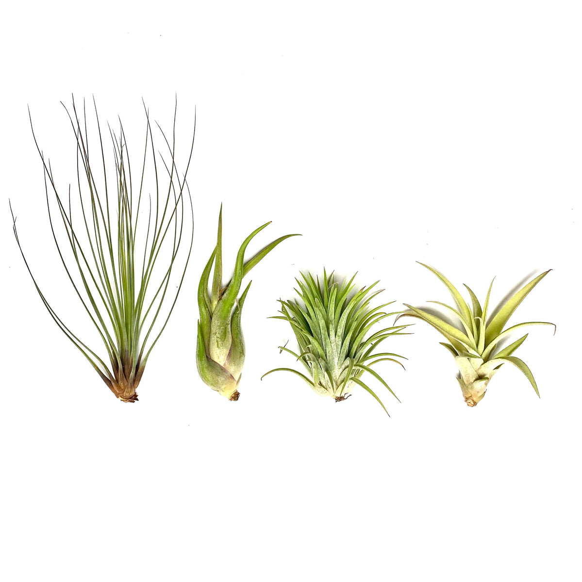 Why Is My Air Plant Dying? Habulous