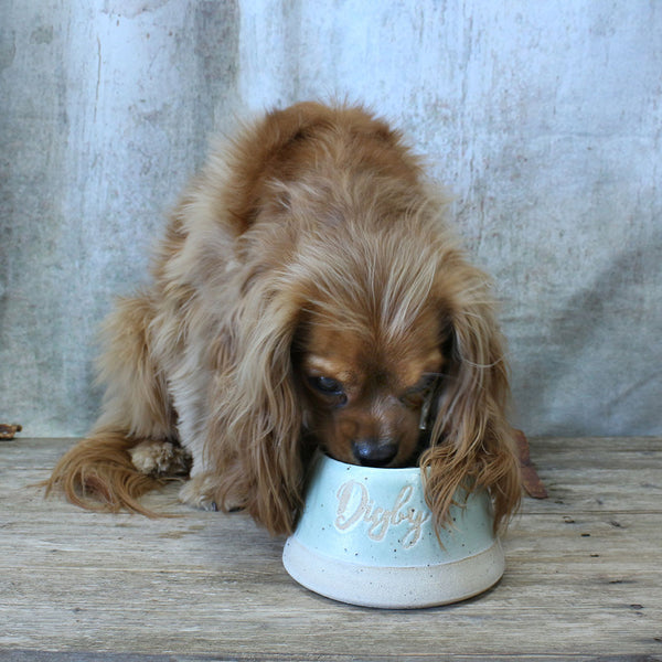 Spaniel drinking for water bowl to show size and functionality