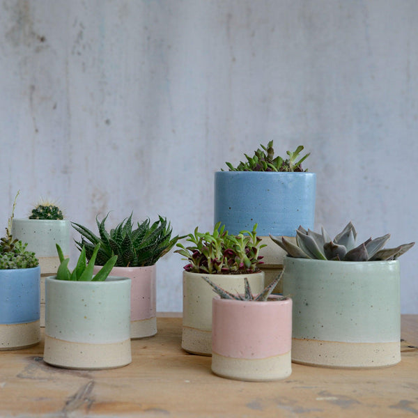Collection of different pastel coloured and sized plant pots with plants