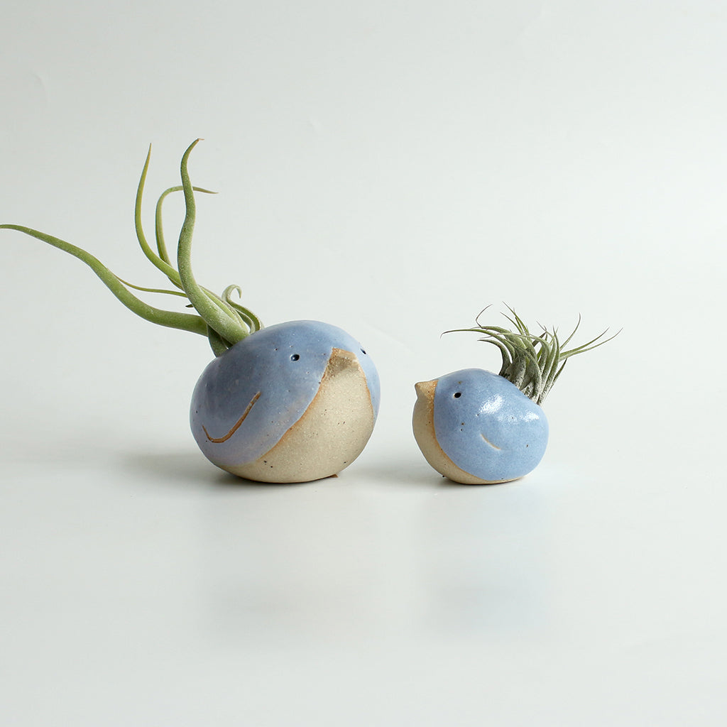 Large and small blue birds with air plant 'feather' tails