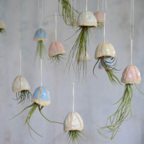 Pastel coloured jellyfish shells with different air plants hanging from different levels