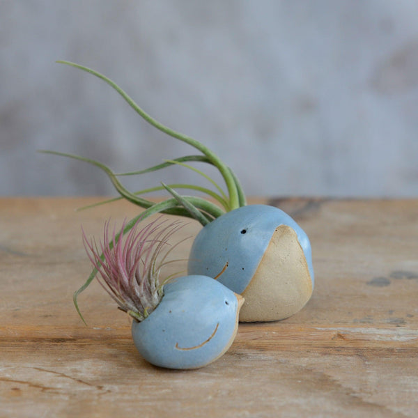 Side view of small and large blue birds with air plants