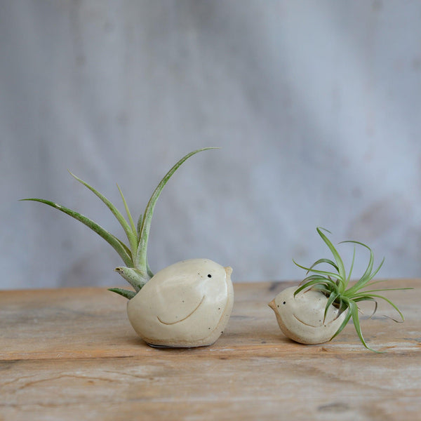 Side view of small and large yellow birds with air plants