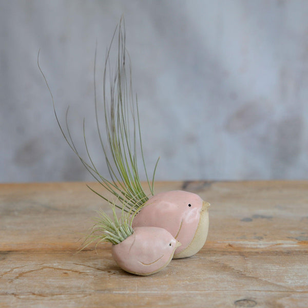Side view of small and large pink birds with air plants