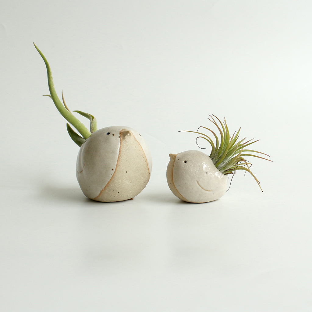 Large and small white birds with air plant 'feather' tails