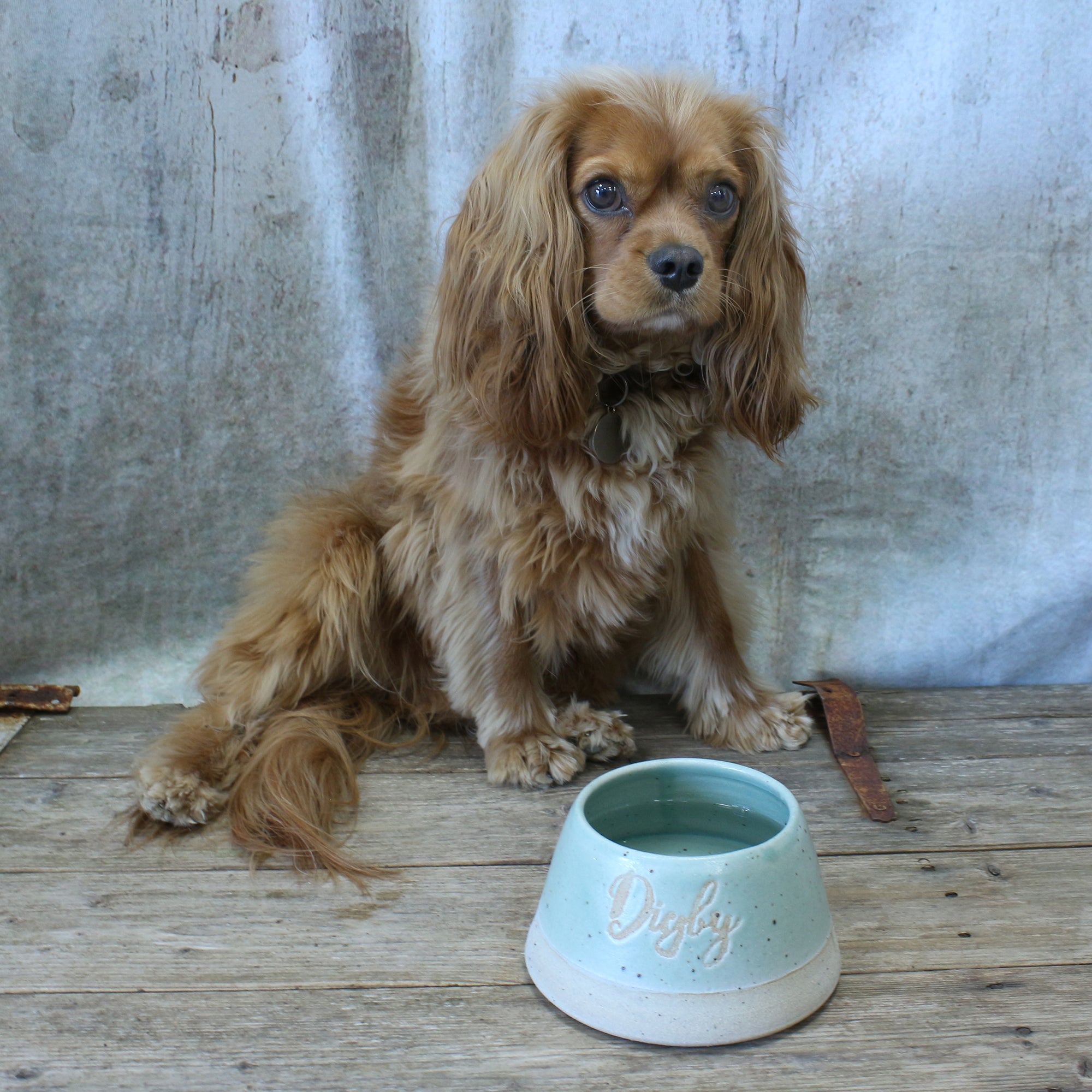The Top Dog Bowl?