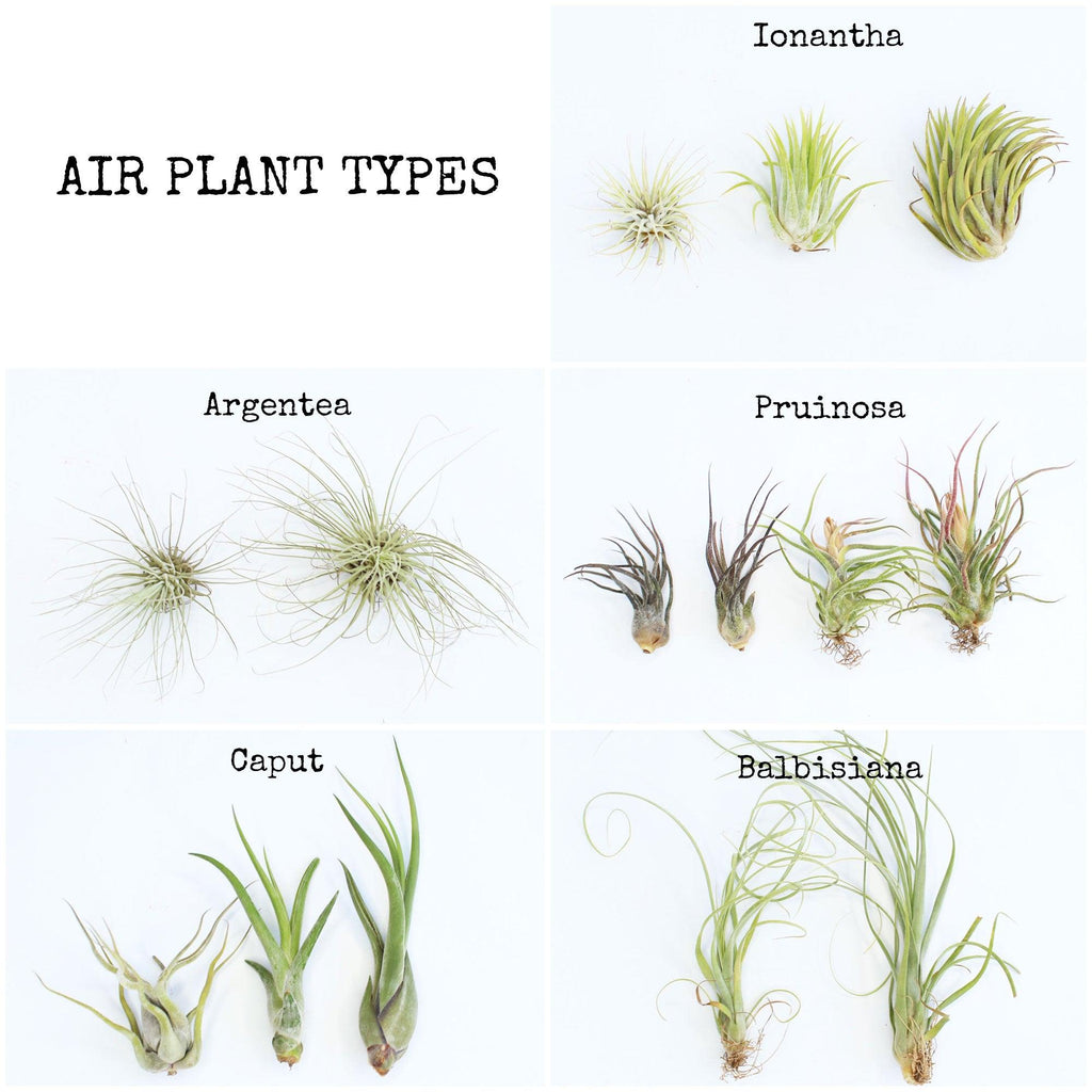 Meet Your Air Plant - Habulous