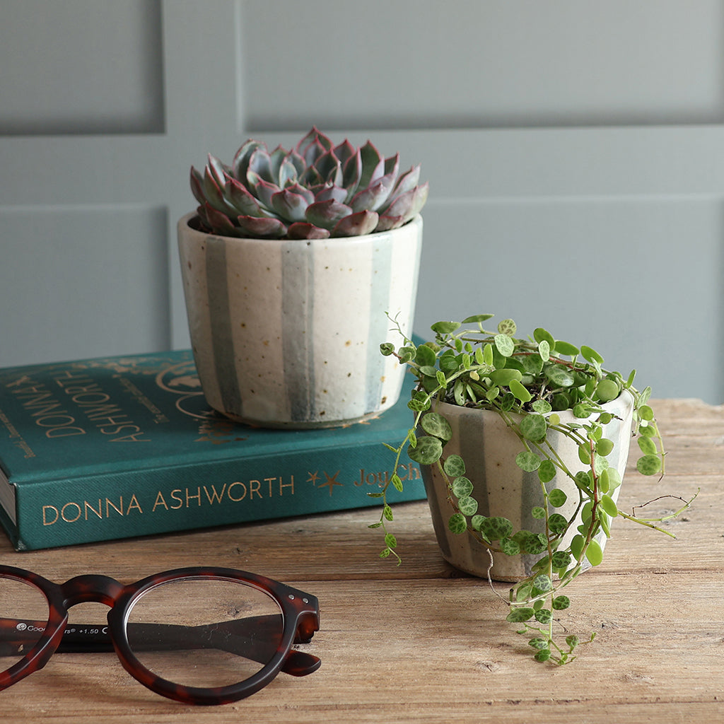 Two potted plants in handmade ceramic blue and white stripe pots on a wooden tabletop, with one plant placed on a teal book and the other in front. A pair of eyeglasses is also on the table, against a paneled wall background.