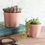 Two pink striped ceramic planters with small succulent plants, styled on a wooden table with a teal book and a pair of eyeglasses in the foreground against a pale damask wallpaper background.