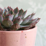 Pink Stripe Handmade Stoneware Plant Pot Set
