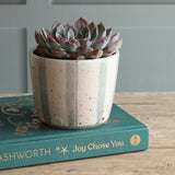 A small succulent plant in a handmade ceramic blue and white planter placed on top of a teal book on a wooden surface against a paneled background. 