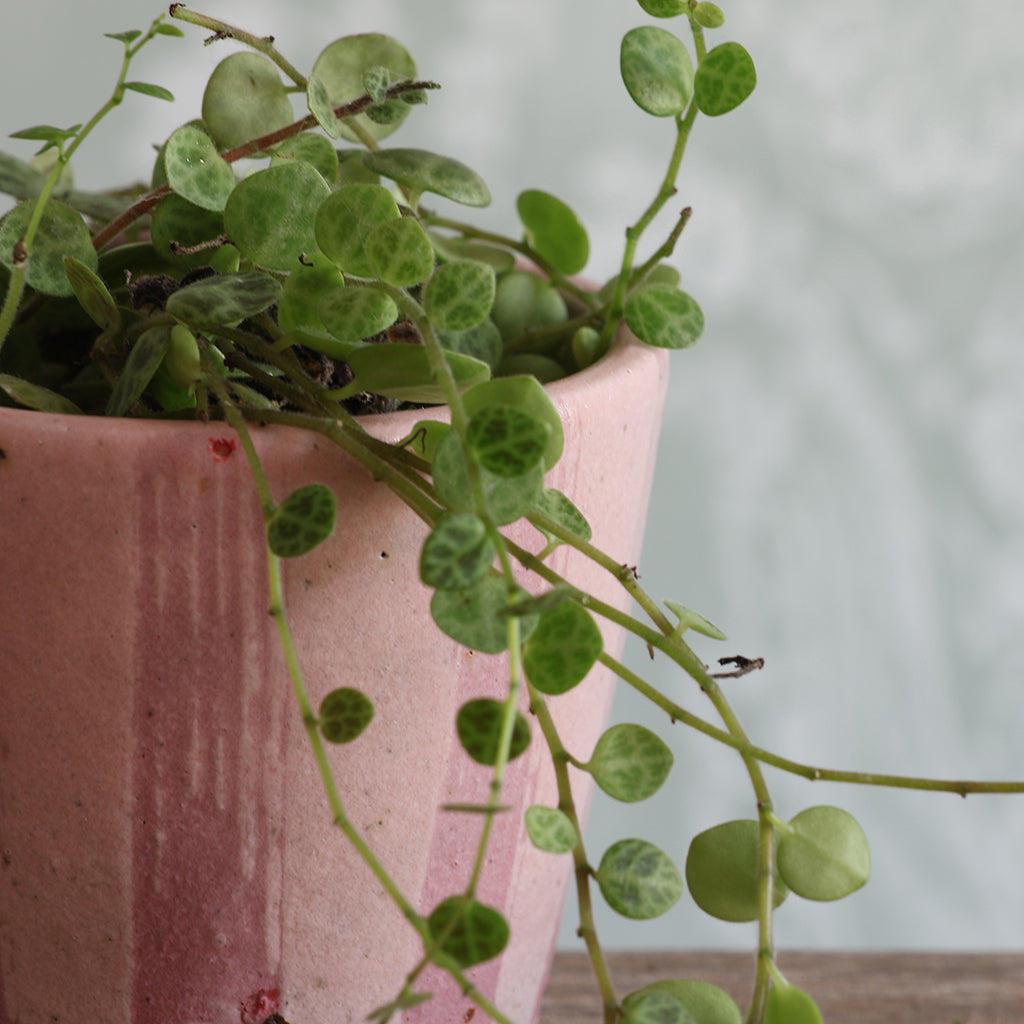 Close-up of a handmade pink stripe ceramic plant pot with a trailing green plant. 