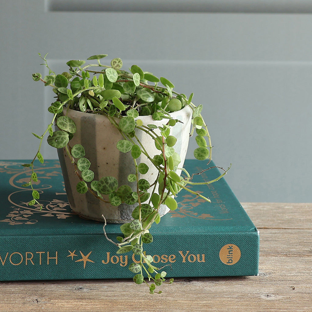 A small potted trailing green plant inside a handmade ceramic blue and white stripe plant pot sits on top of a teal decorative book on a wooden surface. 