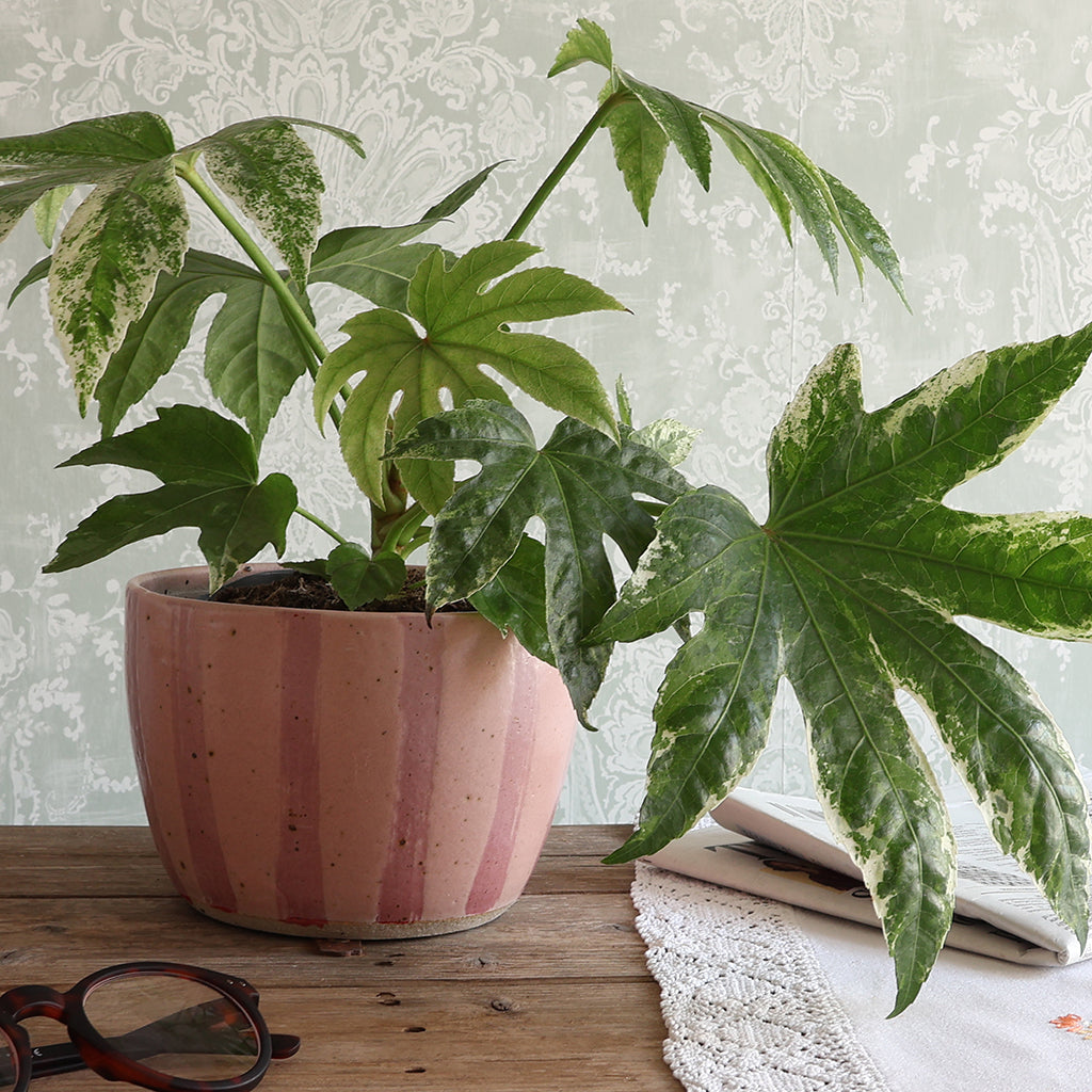 A potted variegated castor plant with green and cream leaves in a striped pink speckled ceramic pot, placed on a wooden table with a book and eyeglasses nearby against a patterned wallpaper background.