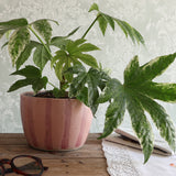 A potted variegated castor plant with green and cream leaves in a striped pink speckled ceramic pot, placed on a wooden table with a book and eyeglasses nearby against a patterned wallpaper background.