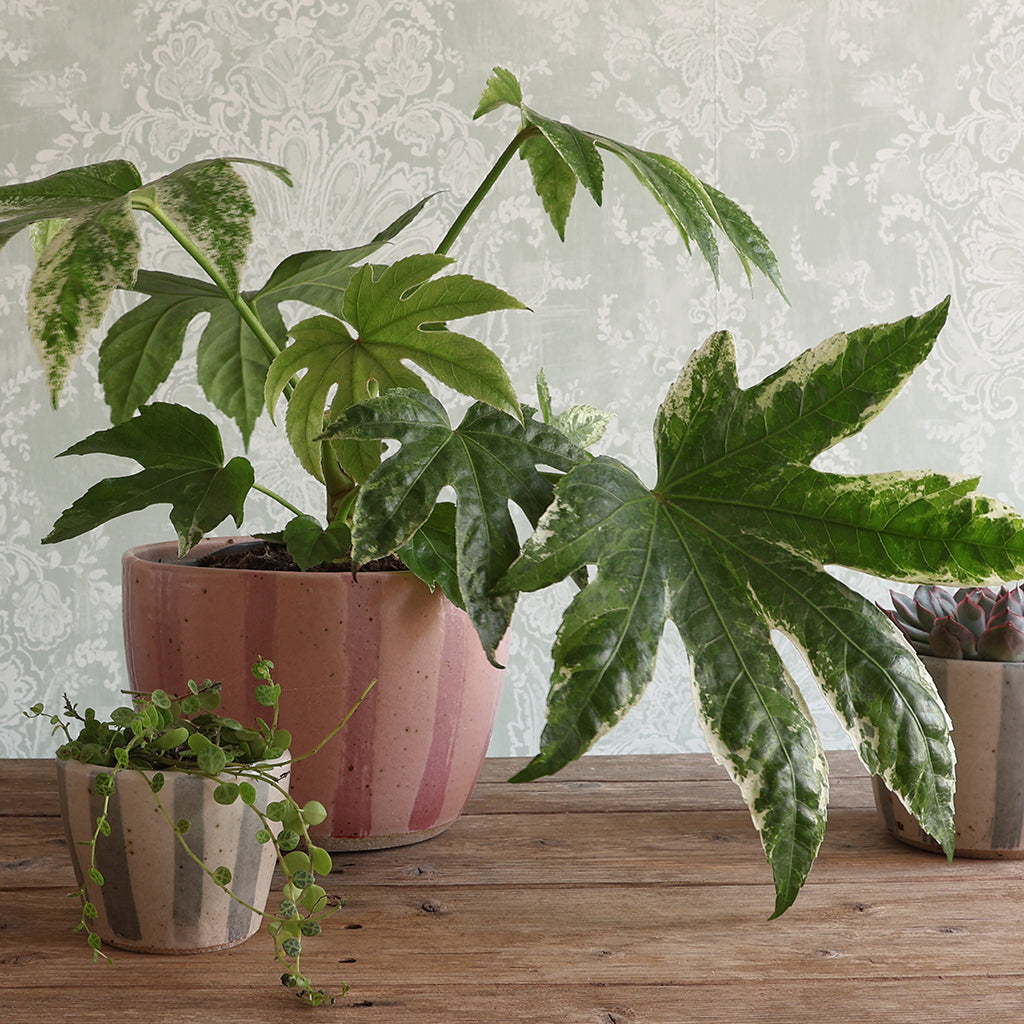 Pink Stripe Handmade Stoneware Large Plant Pot