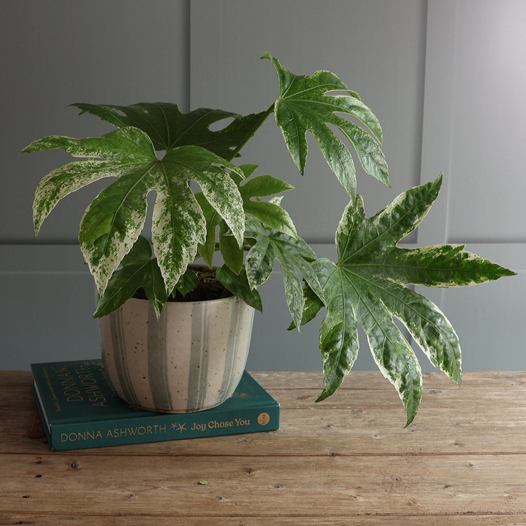 White and Blue Stripe Handmade Stoneware Large Plant Pot