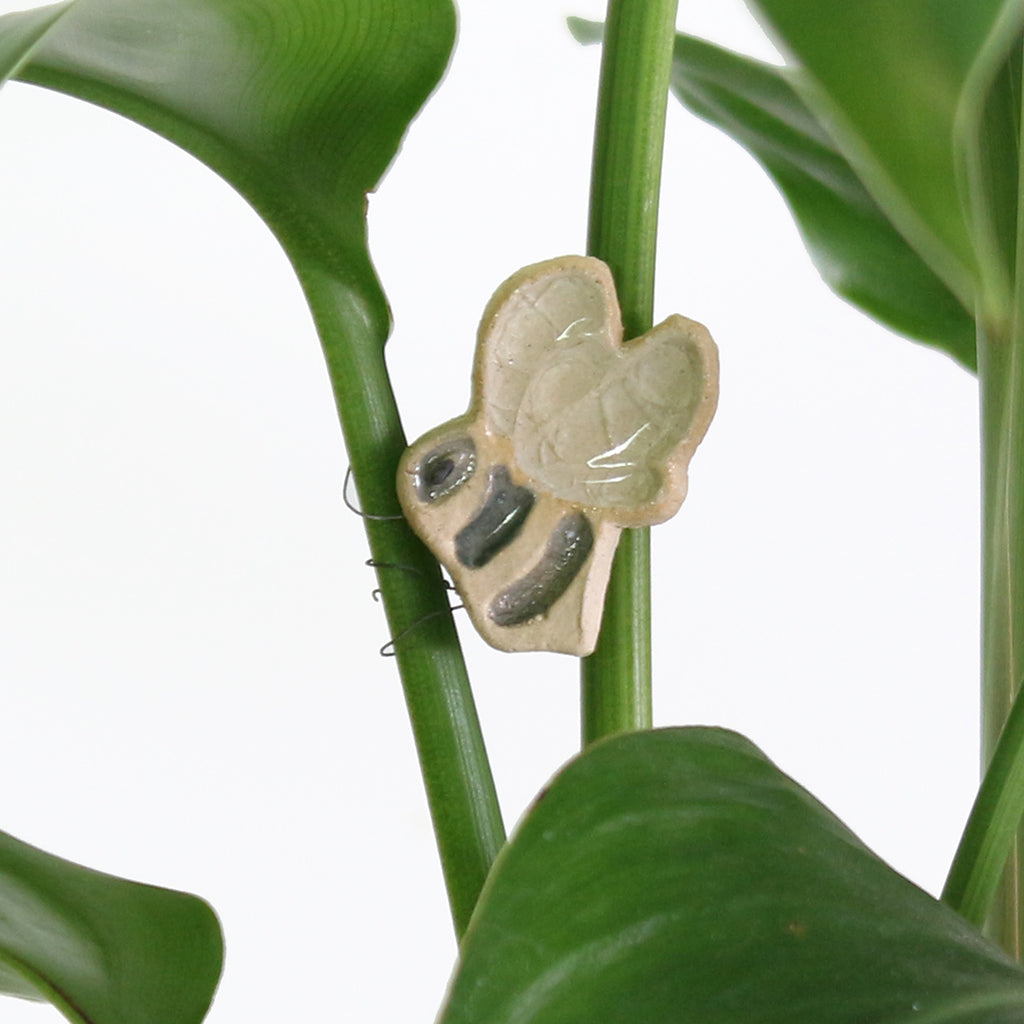house hugger plants Bee Decoration | House Plant Decoration
