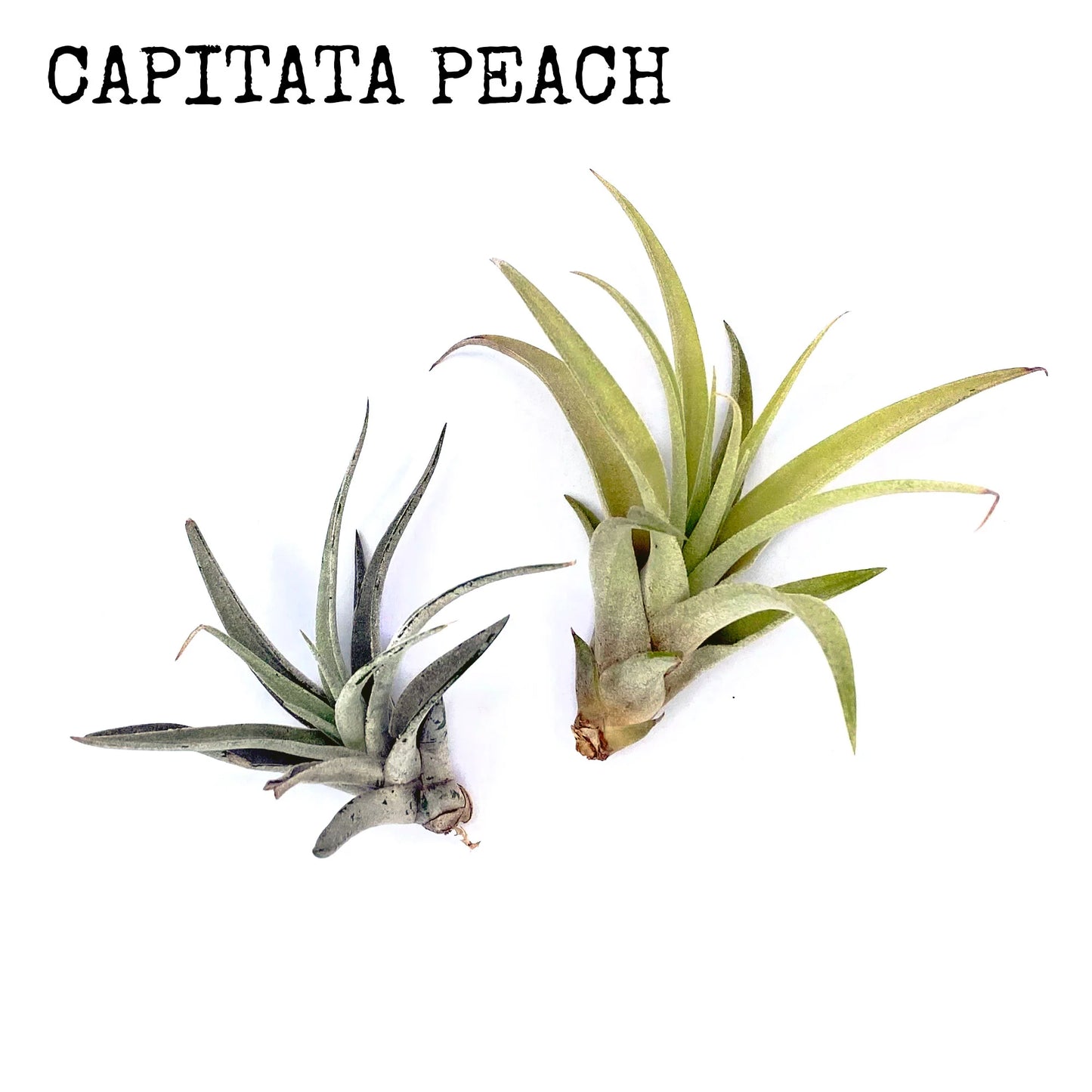 Jellyfish Air Plants