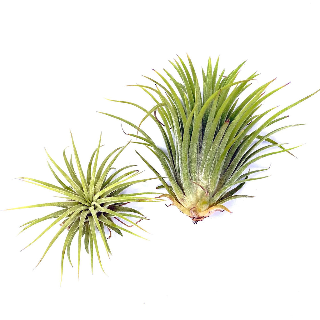 Ionantha Air Plant - Habulous