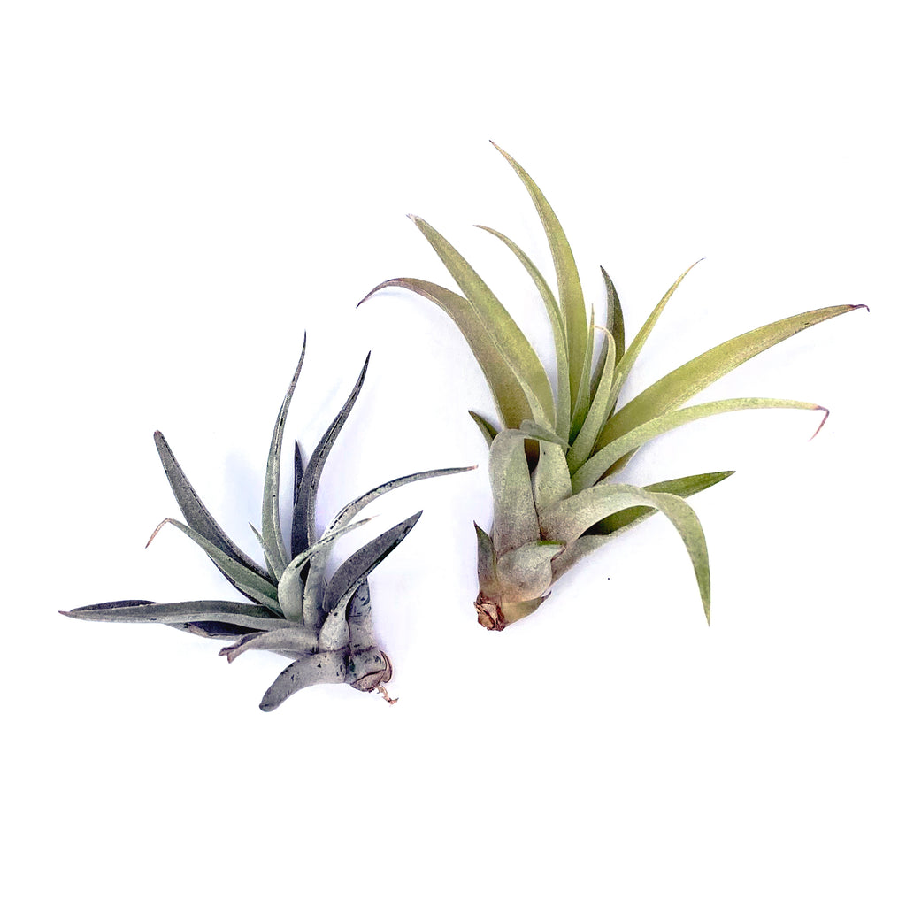 Capitata Peach Air Plant