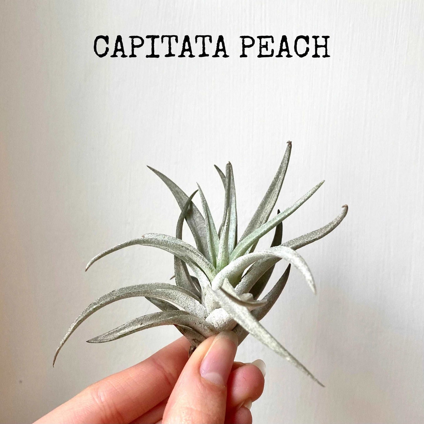 Capitata Peach air plant