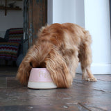 Spaniel drinking from bowl on stone kitchen floor