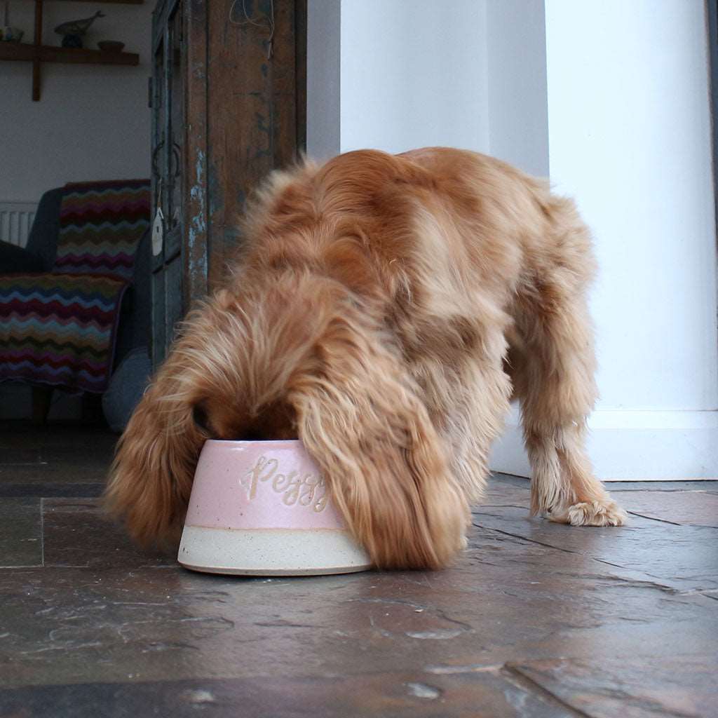 Spaniel drinking from bowl on stone kitchen floor