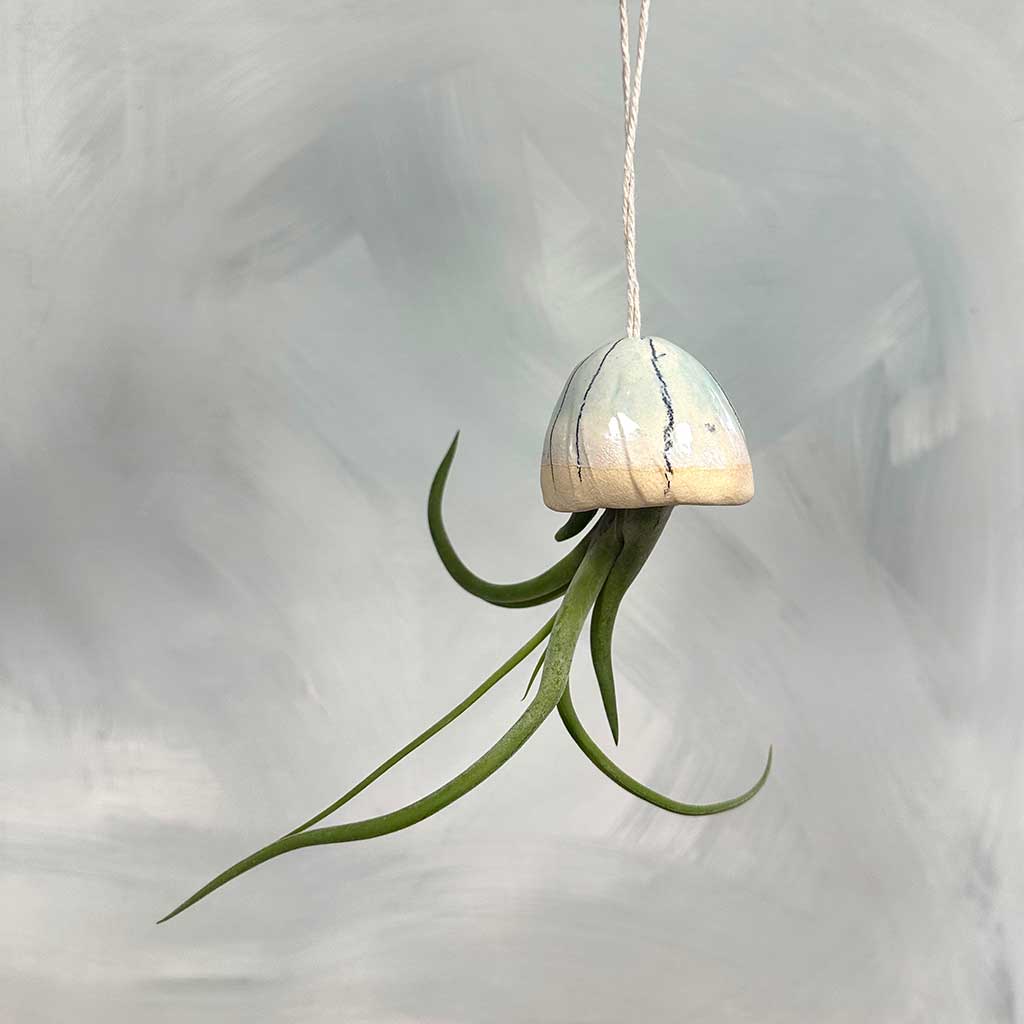 buy air plants uk Jellyfish Air Plants | Indoor Plant Holder