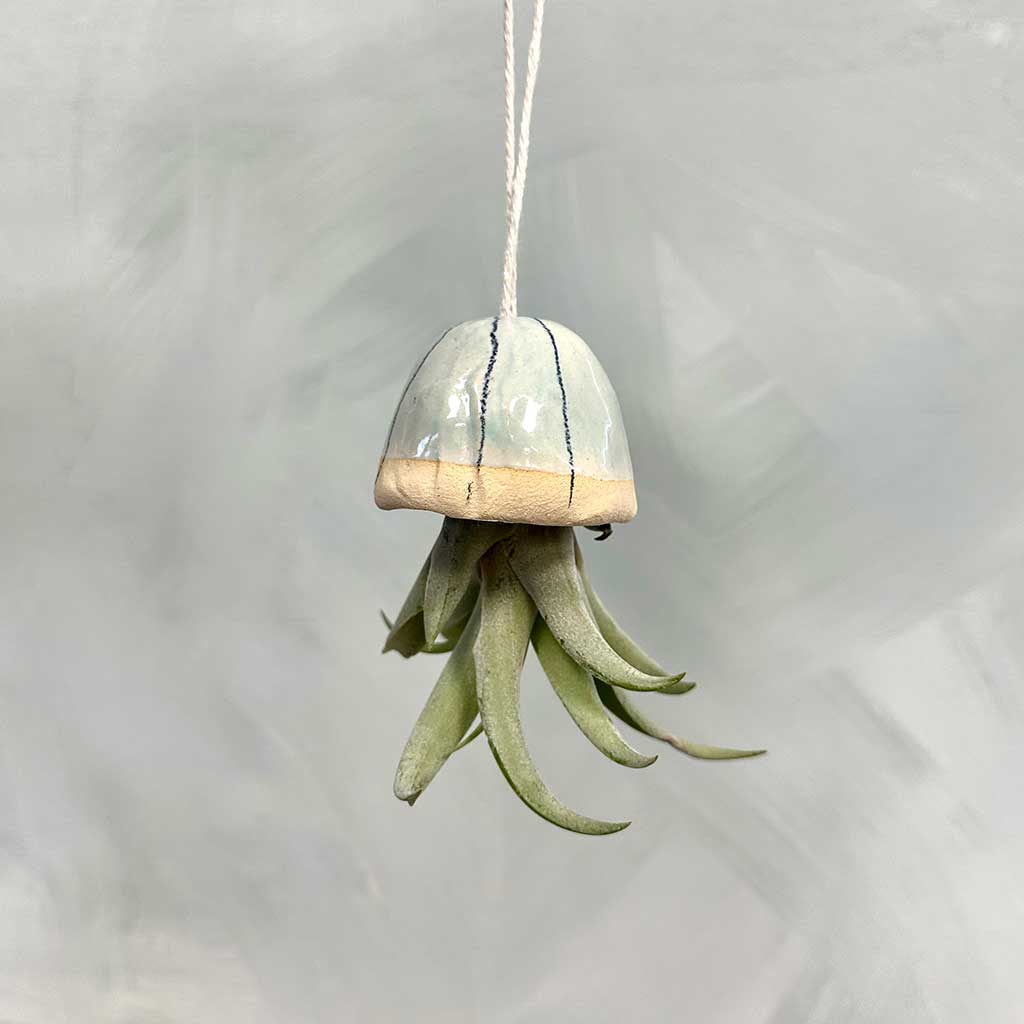 Jellyfish Air Plants