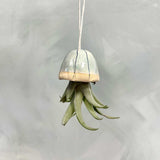Jellyfish Air Plants