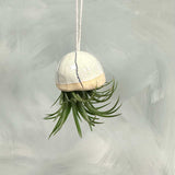 Jellyfish Air Plants
