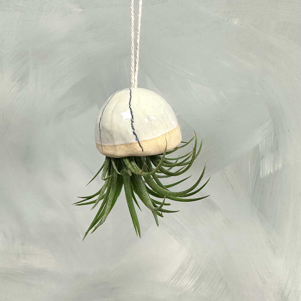 Jellyfish Air Plants
