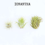 Ionantha air plants