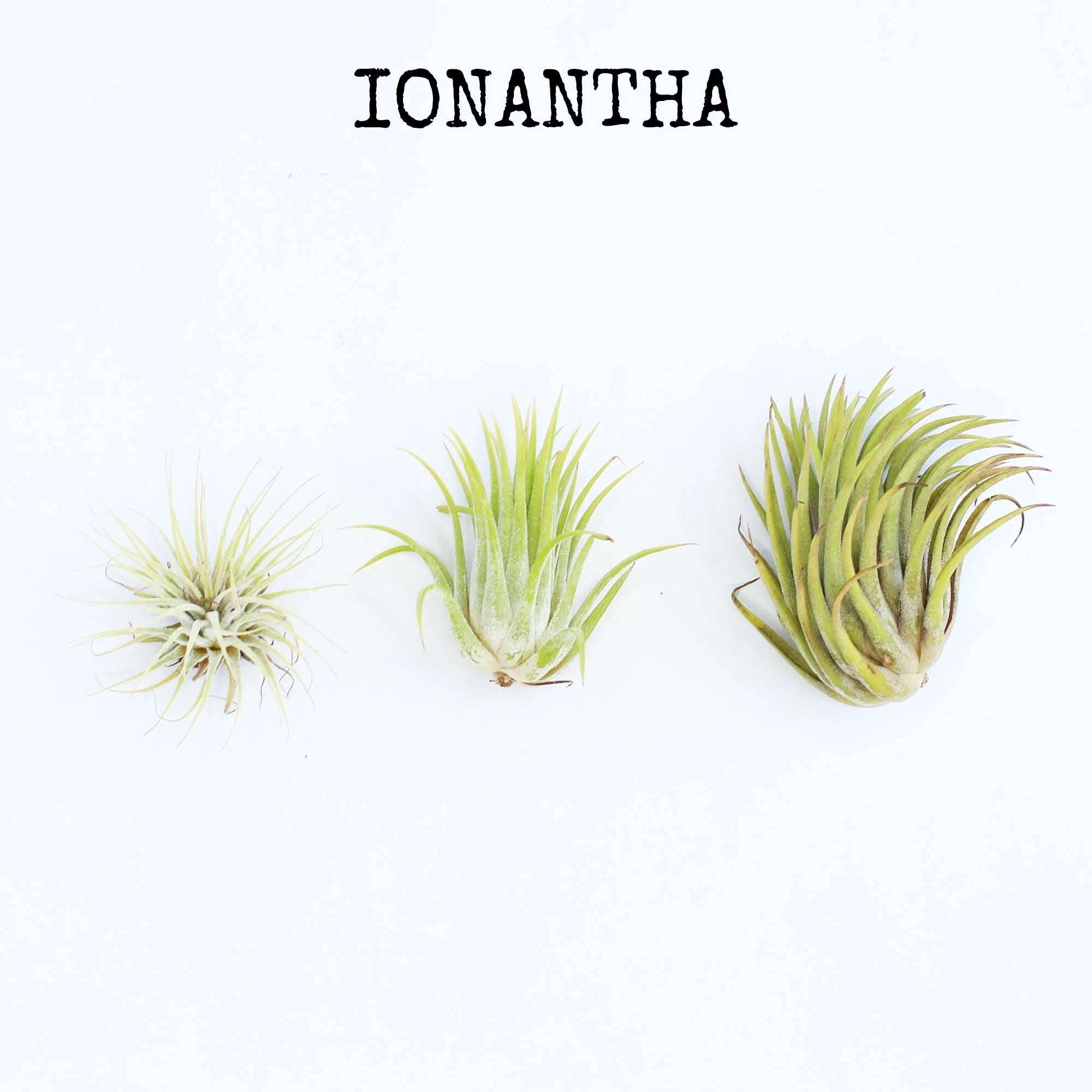 Ionantha air plants