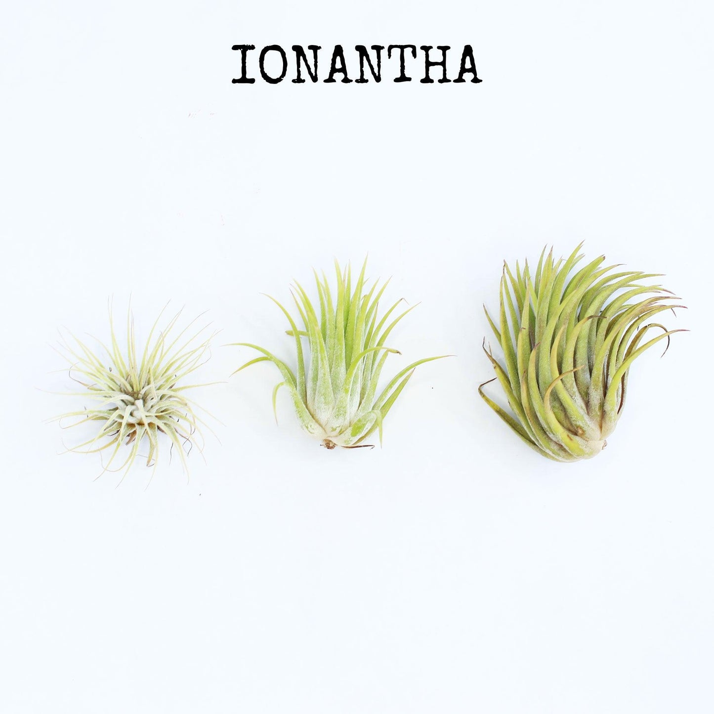 Jellyfish Air Plants