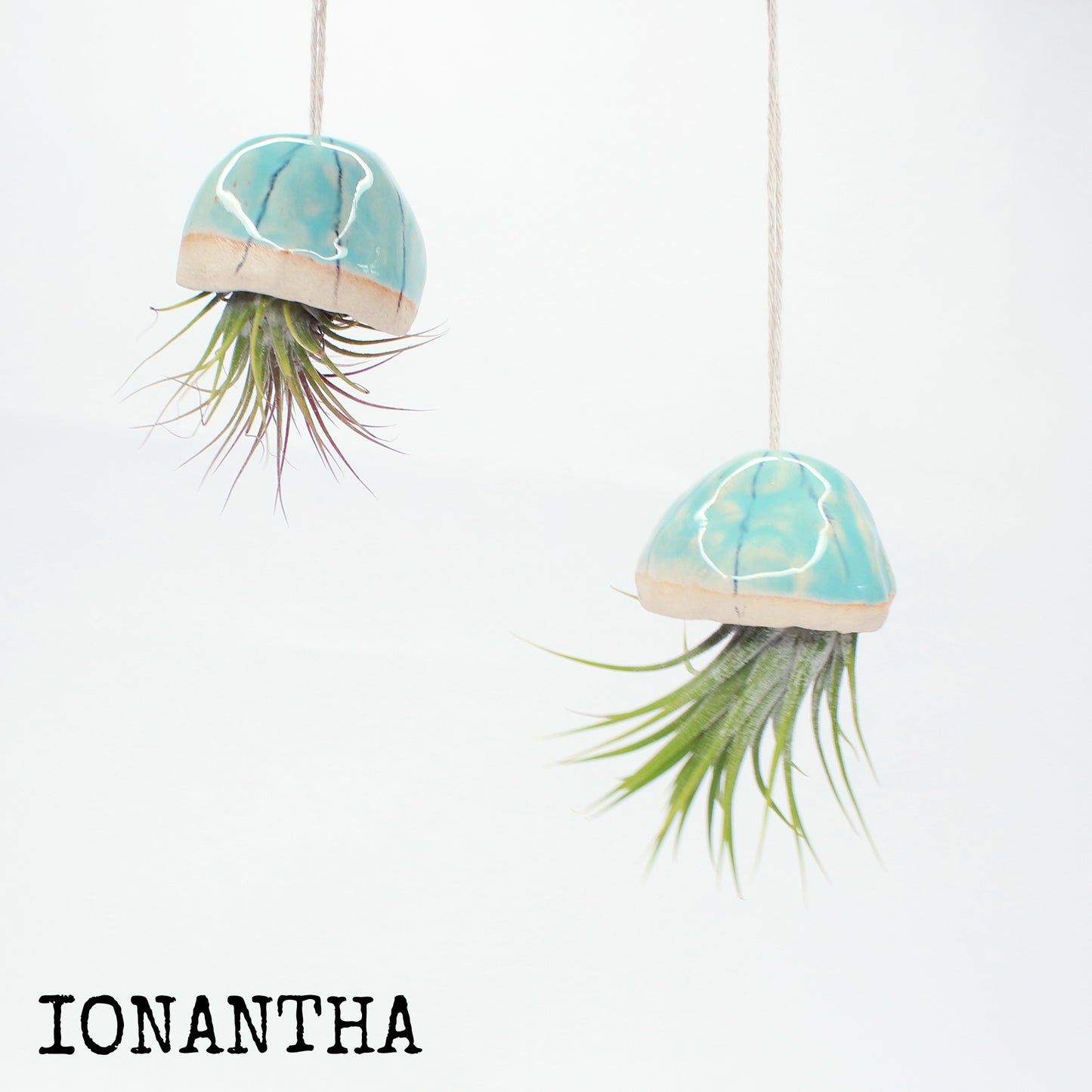 Jellyfish Air Plants