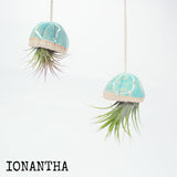 Jellyfish Air Plants