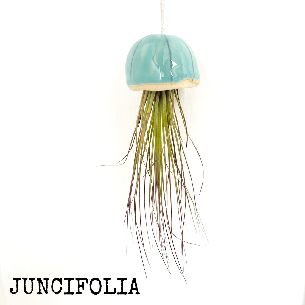 glass jellyfish air plant hanger Jellyfish Air Plants | Indoor Plant Holder
