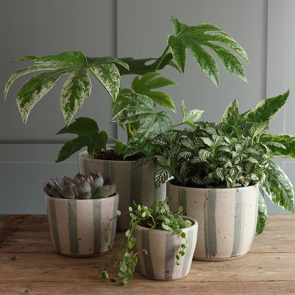 Four potted houseplants in an array so white and blue striped planters arranged on a wooden table against a grey panelled wall. The plants include a variegated monstera, a variegated calathea, a succulent, and a trailing plant, all in speckled beige ceramic pots with vertical blue stripes.