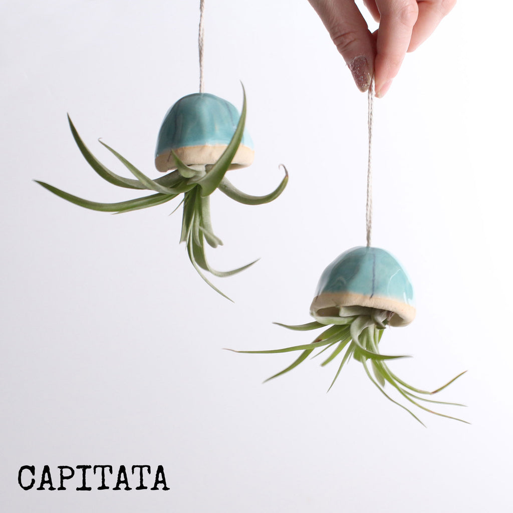 jellyfish air plant holder Jellyfish Air Plants | Indoor Plant Holder
