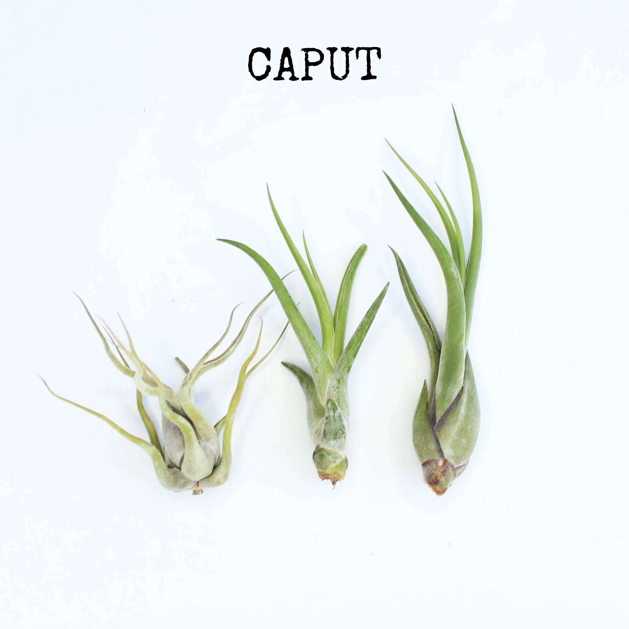 Caput air plants