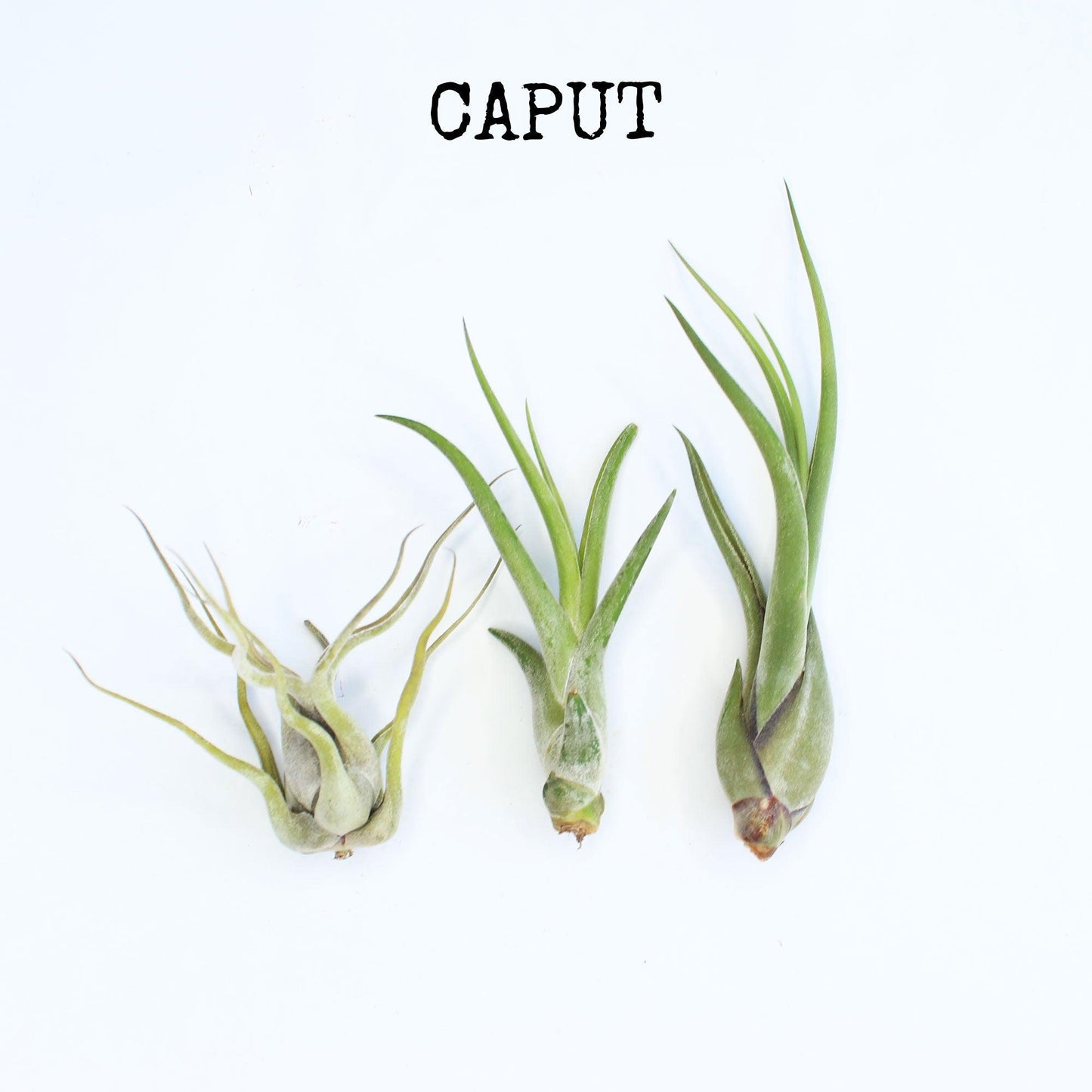 Jellyfish Air Plants