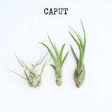 Jellyfish Air Plants