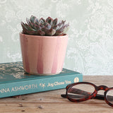 A small handmade pink stripe ceramic planter holding a succulent, styled on top of a teal book with tortoiseshell eyeglasses nearby, against a pale patterned wallpaper background.