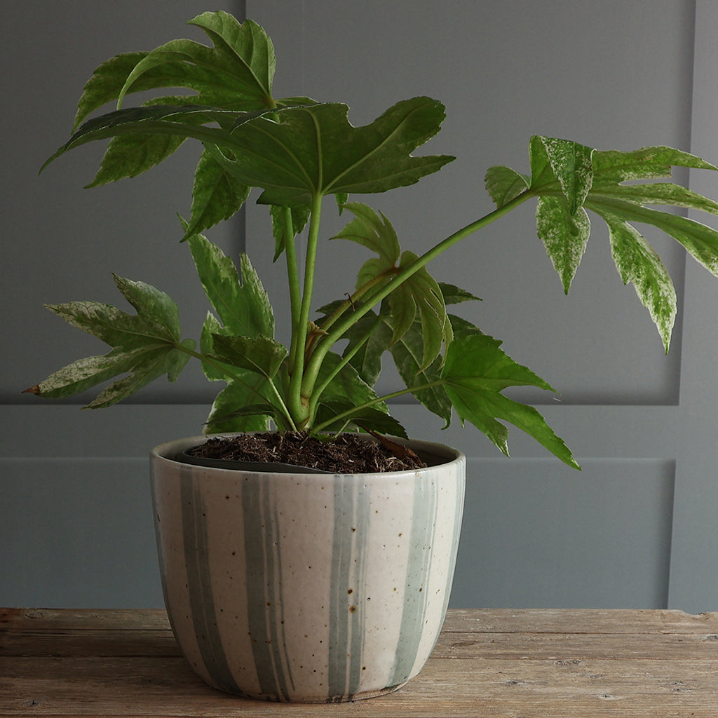 A potted houseplant with large green leaves in a blue and white striped speckled ceramic pot, placed on a wooden surface against a grey panelled wall.