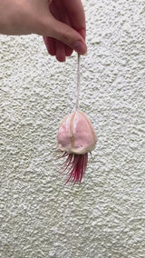 Stone Jellyfish Air Plants