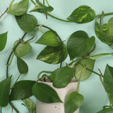 Cara Caterpillar Plant Hugger Decoration