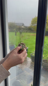Jellyfish Air Plants