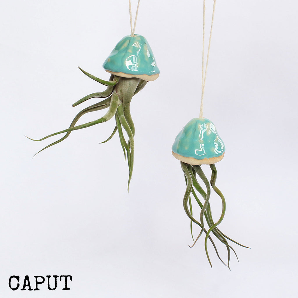jellyfish air plant holder Jellyfish Air Plants | Indoor Plant Holder
